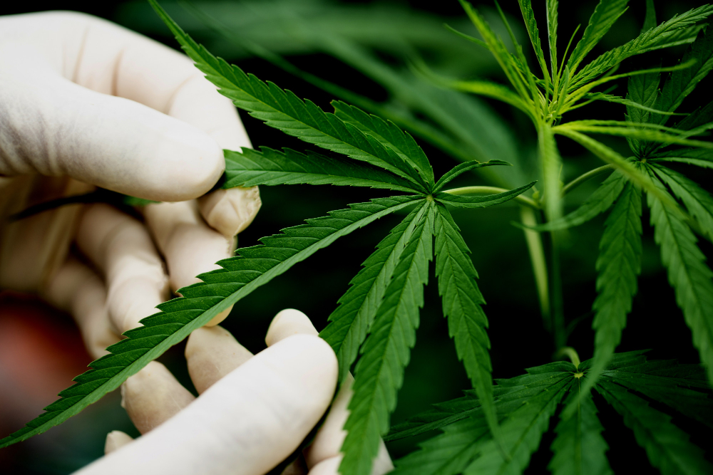 cannabis plant